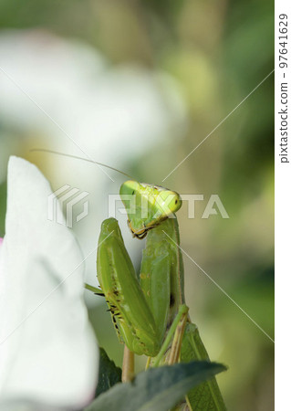 White-tailed Mantis 97641629
