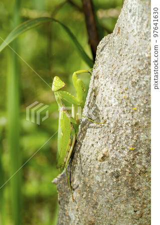 白尾螳螂 白尾螳螂 97641630