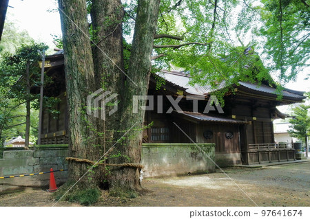 玉敷神社的神樹和本殿[埼玉縣加須市] 97641674