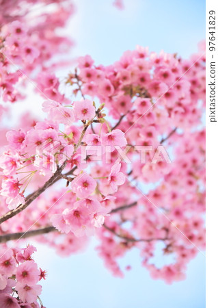 Kanhizakura Kanhizakura Hikanzakura Hikanzakura blue sky background 97641829