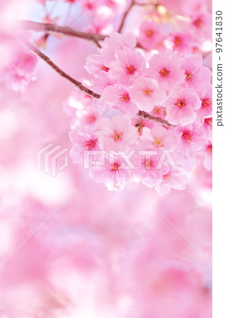 Kanhizakura Kanhizakura Hikanzakura Hikanzakura background blur 97641830