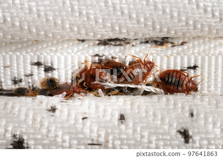 Bedbugs group on the matress cloth macro 97641863