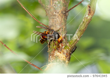 Hornet Hornet 97641945