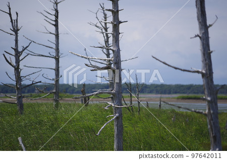 Todoara in the Noken Peninsula, Hokkaido Todoara in the Noken Peninsula, Hokkaido 97642011