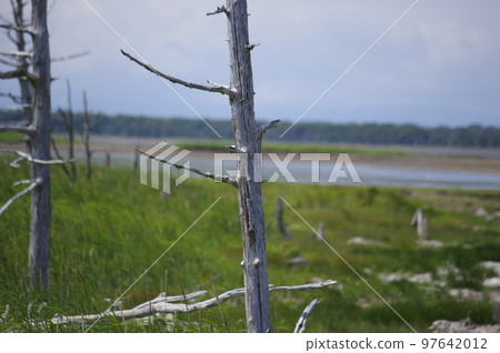 Todoara in the Noken Peninsula, Hokkaido 97642012