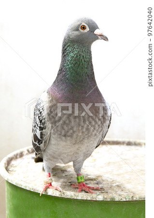 portrait full body of male homing pigeon standing in home loft 97642040