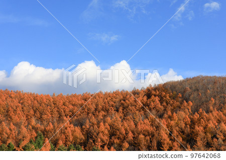 [Biei Town, Hokkaido] Blue sky and autumn leaves in the forest 97642068