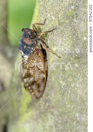 Brown cicada 97642102
