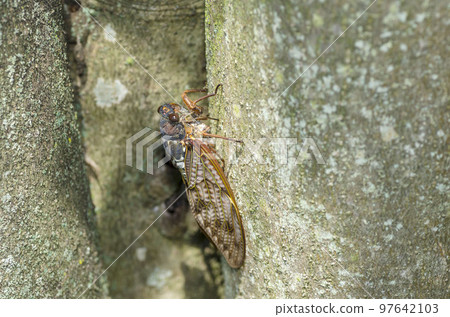 阿巴扎米 97642103