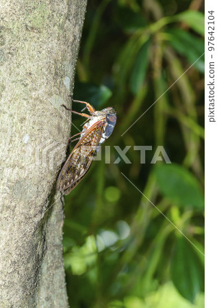 阿巴扎米 阿巴扎米 97642104