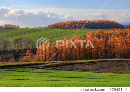 [北海道美瑛町]山上的藍天和秋葉 97642144