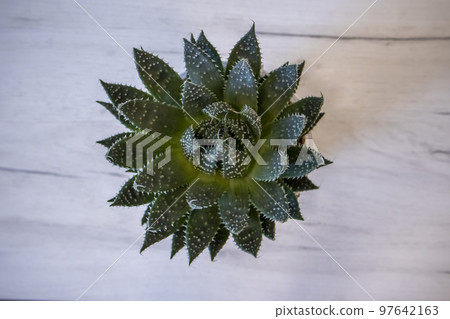 Succulents, echeveria indoor plant dark green with white spots top view Succulents, echeveria indoor plant dark green with white spots top view 97642163