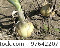 田間即將收穫土壤的洋蔥 97642207