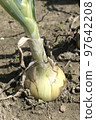 田間即將收穫土壤的洋蔥 97642208