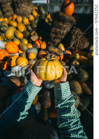 Female hands hold out a small pumpkin. Female hands hold out a small pumpkin. 97642352