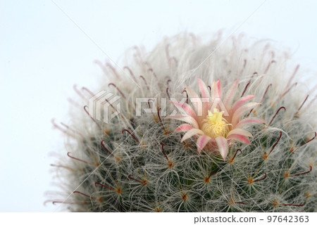 Mammillaria bocasana is a species of cactus in the subfamily Cactoideae 97642363