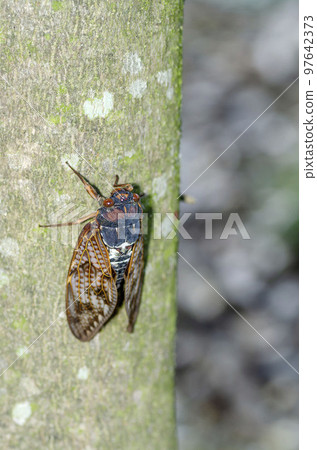 阿巴扎米 97642373