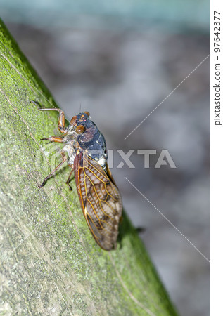 阿巴扎米 97642377