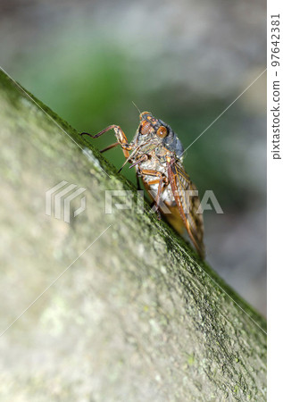 Brown cicada 97642381