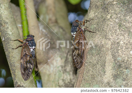 Brown cicada 97642382