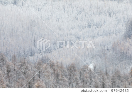 [北海道美瑛町]紅葉和白雪皚皚的森林 97642485