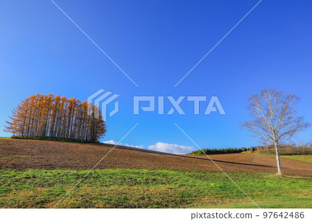 [北海道美瑛町]藍天紅葉的溫和七丘 97642486