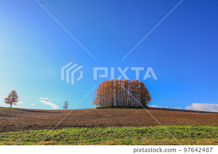 [北海道美瑛町]藍天紅葉的溫和七丘 97642487