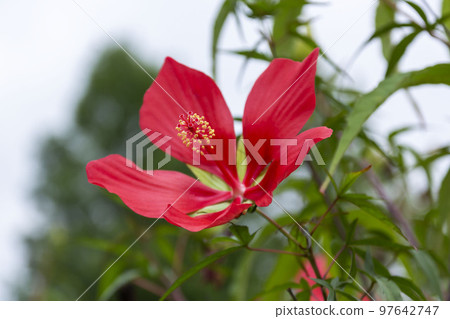 Momijia oi Momijia oi 97642747