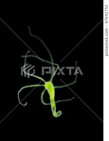 green hydra green hydra 97642752