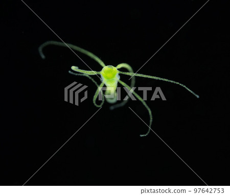 green hydra 97642753