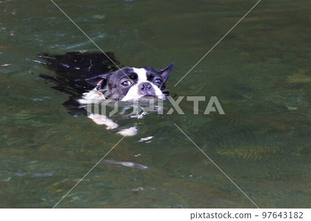 Mighty, a Boston terrier, looks cute while swimming comfortably in the Tokigawa River, a popular spot for playing in the river. Mighty, a Boston terrier, looks cute while swimming comfortably in the Tokigawa River, a popular spot for playing in the river. 97643182