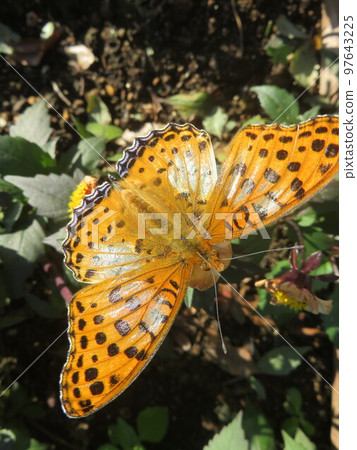 Orange butterfly perched on a mini dahlia flower 97643225