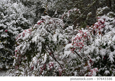Snow piles up on the red berries of Nanten 97643386