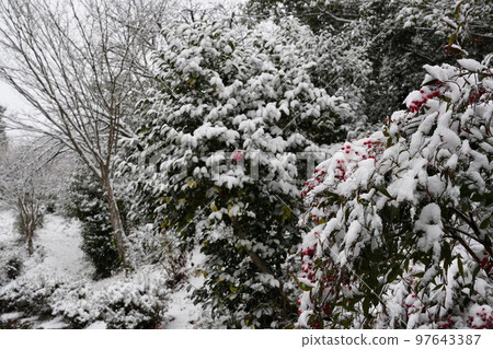 Snow piles up on the red berries of Nanten 97643387
