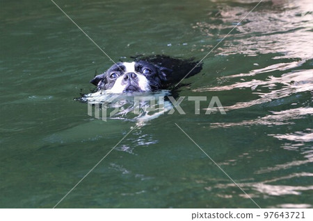 Mighty, a Boston terrier, looks cute while swimming comfortably in the Tokigawa River, a popular spot for playing in the river. Mighty, a Boston terrier, looks cute while swimming comfortably in the Tokigawa River, a popular spot for playing in the river. 97643721