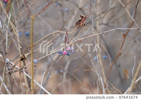 winter plants winter plants 97643874