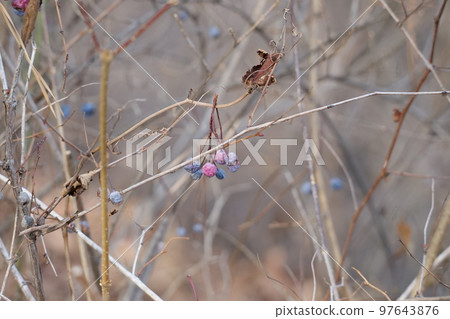 winter plants winter plants 97643876