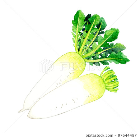 Japanese radish vegetable hand-painted watercolor illustration material 97644487