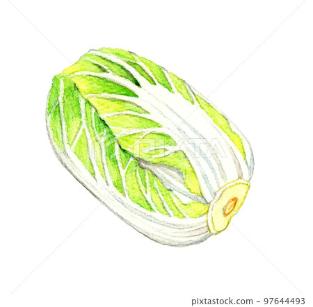 冬菜大白菜手繪水彩插畫 冬菜大白菜手繪水彩插畫 97644493