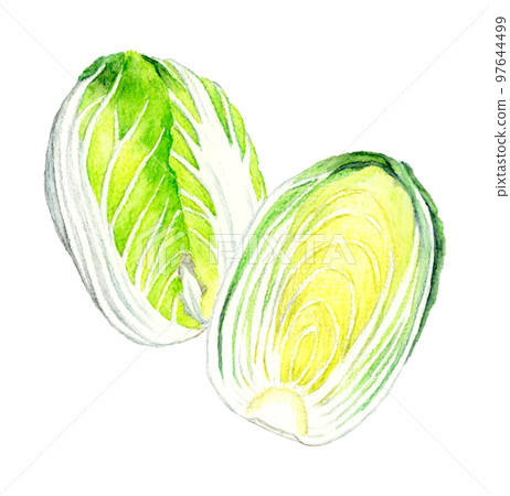大白菜切成兩半冬季蔬菜手繪水彩插圖素材 大白菜切成兩半冬季蔬菜手繪水彩插圖素材 97644499