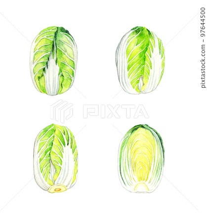 Set of Chinese cabbage hand-painted watercolor illustrations of winter vegetables 97644500