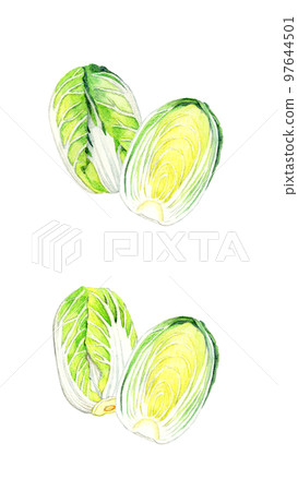 Set of Chinese cabbage hand-painted watercolor illustrations of winter vegetables Set of Chinese cabbage hand-painted watercolor illustrations of winter vegetables 97644501