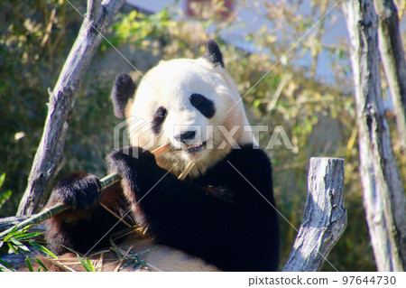 大熊貓（和歌山縣白濱町） 97644730
