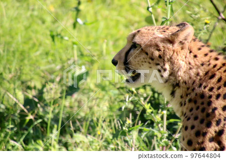 Cheetah (Shirahama Town, Wakayama Prefecture) 97644804