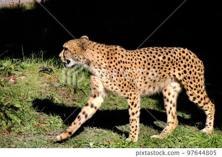 獵豹(和歌山縣白濱町) 獵豹(和歌山縣白濱町) 97644805