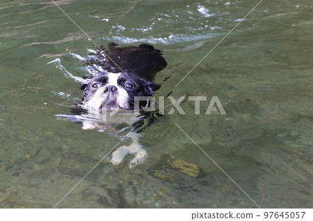 do boston terriers like to swim