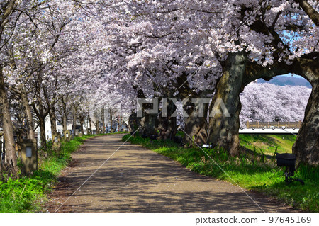 櫻井，福井，阿蘇瓦河沿岸的一排櫻花樹 97645169