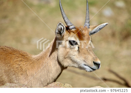 黑鹿（和歌山縣白濱町） 97645225