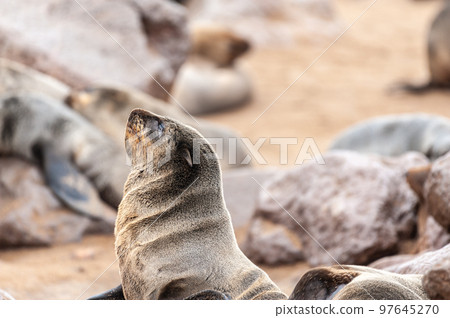 Seals resting on a beach along the Nabibian Skeleton Coast 97645270