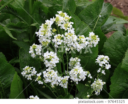 White horseradish fowers close up in organic garden White horseradish fowers close up in organic garden 97645325